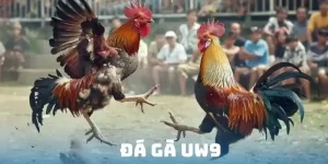 Đá gà UW9